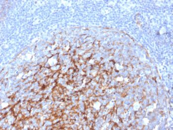 CD21 (Mature B-Cell & Follicular Dendritic Cell Marker)(CR2/3247), CF405S conjugate, 0.1mg/mL