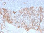 Catenin, beta (p120)(CTNNB1/2099), CF647 conjugate, 0.1mg/mL