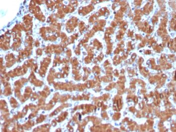 Cytochrome C (Mitochondrial Marker)(CYCS/3128R), CF594 conjugate, 0.1mg/mL