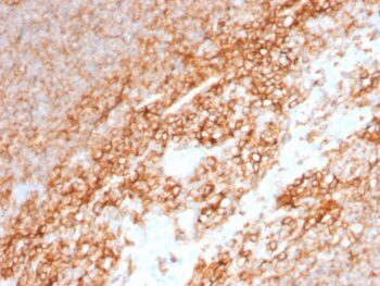 CD44 / HCAM Std.(BU75), CF594 conjugate, 0.1mg/mL