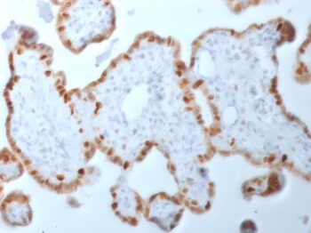 DNMT1 / DNA Methyltransferase 1(DNMT1/2061), CF647 conjugate, 0.1mg/mL