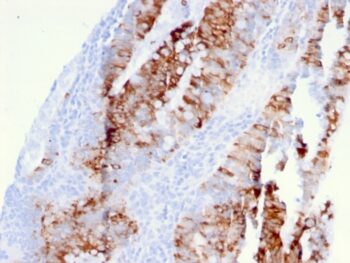 CD262 / DR5(DR5/3381), CF594 conjugate, 0.1mg/mL