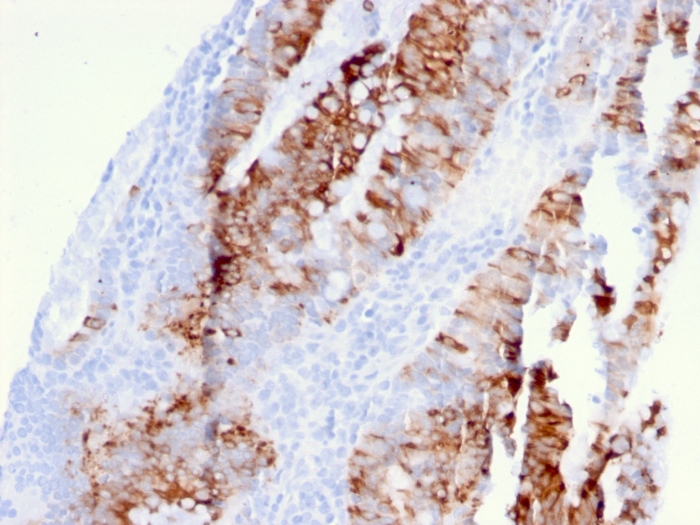 view_image-385 view image 385- Immunomart