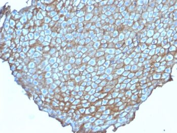 Desmoglein-3 (Squamous Cell Marker)(DSG3/2838), CF488A conjugate, 0.1mg/mL