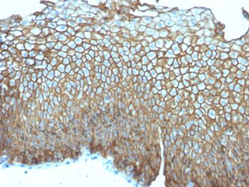 Desmoglein-3 (Squamous Cell Marker)(DSG3/2839), CF740 conjugate, 0.1mg/mL