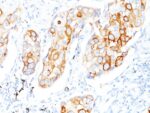 Cytokeratin 7/17(C-46),  CF640R conjugate, 0.1mg/mL