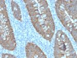 Ep-CAM / CD326 (Extracellular Domain) (Epithelial Marker)(EGP40/2571R), CF594 conjugate, 0.1mg/mL