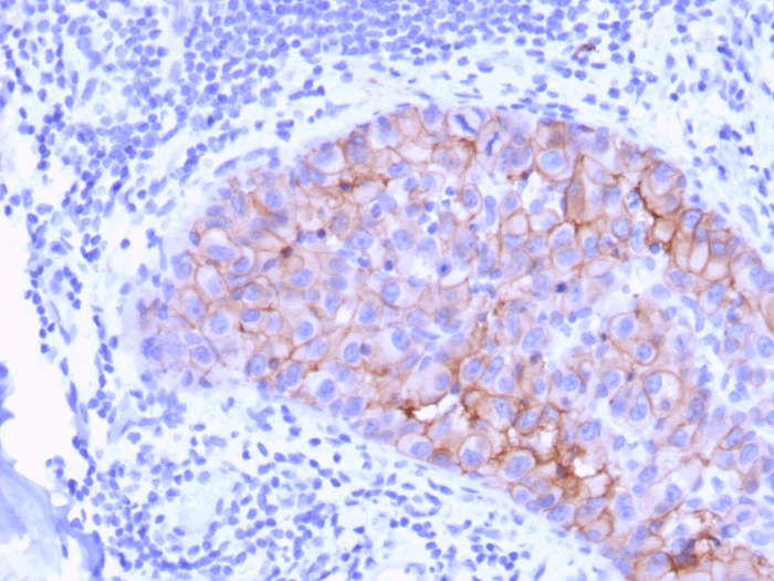 view_image-396 view image 396- Immunomart