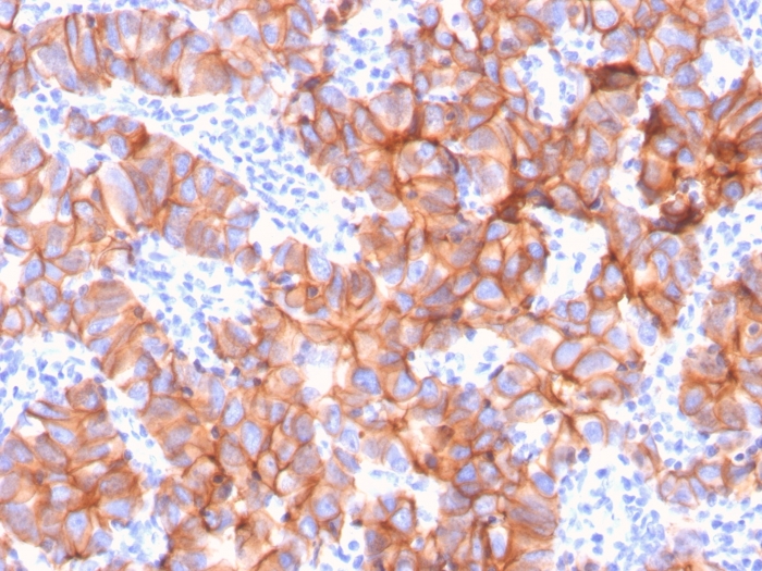 view_image-397 view image 397- Immunomart