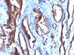 Prostate Specific Antigen (PSA)(3E6), CF640R conjugate, 0.1mg/mL