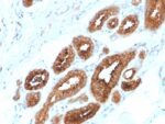 HER-4 / ERBB4(ERBB4/2581), CF488A conjugate, 0.1mg/mL 1 view_image-402