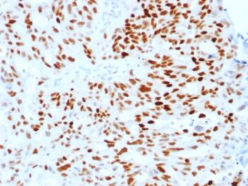 Estrogen Receptor, alpha (Marker of Estrogen Dependence)(ESR1/1904), CF568 conjugate, 0.1mg/mL