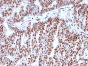 Estrogen Receptor, alpha (Marker of Estrogen Dependence)(ESR1/3342), CF568 conjugate, 0.1mg/mL