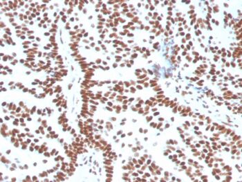 Estrogen Receptor, alpha (Marker of Estrogen Dependence)(ESR1/3556), CF568 conjugate, 0.1mg/mL