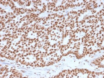 Estrogen Receptor, alpha (Marker of Estrogen Dependence)(ESR1/3557), CF568 conjugate, 0.1mg/mL
