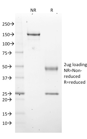 EZH2 / KMT6(EZH2/2536), CF740 conjugate, 0.1mg/mL