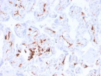 Factor XIIIa (Coagulation Factor XIIIA Chain)(F13A1/3772R), Biotin conjugate, 0.1mg/mL