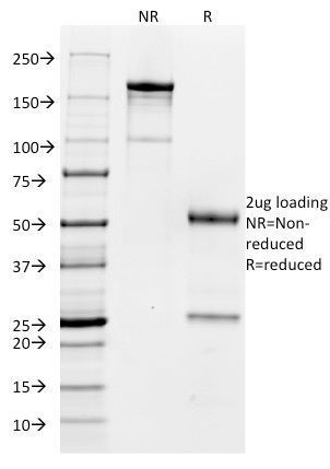 CD32 (Fc Gamma RIIa)(FCGR2A/479),  CF594 conjugate, 0.1mg/mL