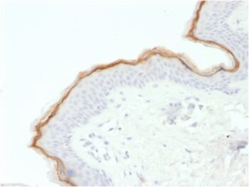Filaggrin (Keratinocyte Differentiation Marker) (FLG/1563), CF740 conjugate, 0.1mg/mL