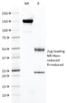 FOLH1 / PSMA (Prostate Epithelial Marker)(FOLH1/2121), CF488A conjugate, 0.1mg/mL 1 view_image-429