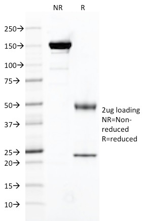 view_image-429 view image 429- Immunomart