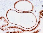 FOXA1 / HNF3A(FOXA1/1516), CF740 conjugate, 0.1mg/mL 1 view_image-433
