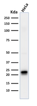 view_image-434 view image 434- Immunomart