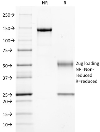 Guanine nucleotide-binding protein alpha-q / GNAQ / G-ALPHA-q(GNAQ/2434), CF568 conjugate, 0.1mg/mL