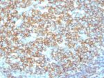 CD20 / MS4A1 (B-Cell Marker) (IGEL/1497R), CF740 conjugate, 0.1mg/mL 1 view_image-46
