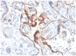 HCG-beta (Pregnancy & Choriocarcinoma Marker)(HCGb/1985R), CF488A conjugate, 0.1mg/mL