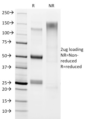 Helicobacter pylori(HP/1336), CF640R conjugate, 0.1mg/mL