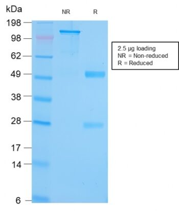 GRP94 / HSP90B1(Glucose-Regulated Protein 94) (Endoplasmic Reticulum Marker)(HSP90B1/3168R), CF568 conjugate, 0.1mg/mL