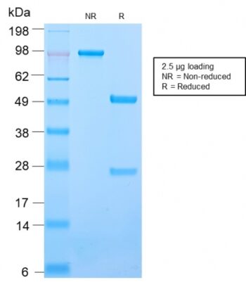 CD50 / ICAM3(ICAM3/2873R), CF488A conjugate, 0.1mg/mL