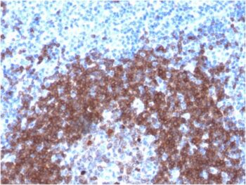 CD79a (B-Cell Marker)(IGA/1790R), 1mg/mL