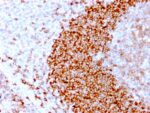 CD79b (B-Cell Marker)(IGB/3170R), CF647 conjugate, 0.1mg/mL 1 view_image-485