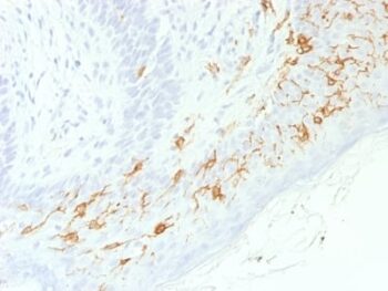 CD1a / HTA1 (Mature Langerhans Cells Marker) (C1A/1506R), CF640R conjugate, 0.1mg/mL