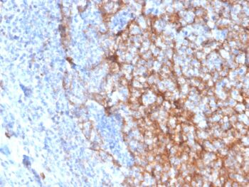 CD11b / MAC-1 (Microglial Marker)(ITGAM/3337), 0.2mg/mL