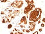 MUC1 / EMA / CD227 (Epithelial Marker) (rMUC1/960),  CF740 conjugate, 0.1mg/mL