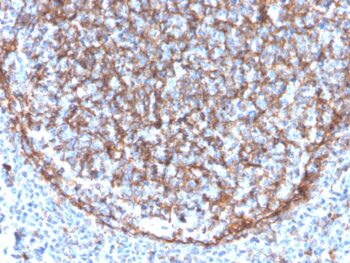 CD11b / MAC-1 (Microglial Marker)(ITGAM/3340), 0.2mg/mL