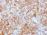 CD61 / Integrin 3 / Platelet Glycoprotein IIIa (Platelet Marker)(ITGB3/2166R), CF568 conjugate, 0.1mg/mL