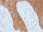 Cytokeratin, Multi (Epithelial Marker)(KRT/1877R), CF568 conjugate, 0.1mg/mL