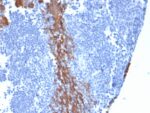 Cytokeratin 13 (Non-Keratinized Squamous Epithelial Marker)(KRT13/2213), CF488A conjugate, 0.1mg/mL