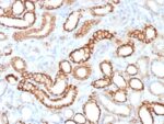 Ksp-Cadherin (Kidney-Specific Cadherin) / CDH16 (CDH16/1532R), CF568 conjugate, 0.1mg/mL
