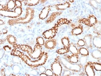 Ksp-Cadherin (Kidney-Specific Cadherin) / CDH16 (CDH16/1532R), CF568 conjugate, 0.1mg/mL