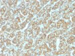 Ep-CAM / CD326 (Epithelial Marker) (EGP40/1555R), CF568 conjugate, 0.1mg/mL