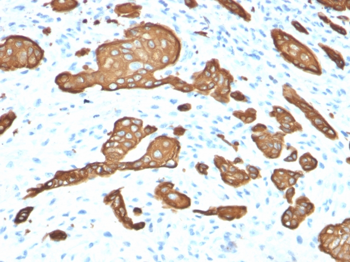 view_image-535 view image 535- Immunomart