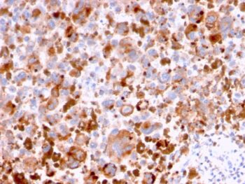 CD63 (Late Endosomes Marker)(LAMP3/2788), CF647 conjugate, 0.1mg/mL