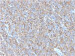 CD63 (Late Endosomes Marker)(LAMP3/2790), CF405S conjugate, 0.1mg/mL 1 view_image-541