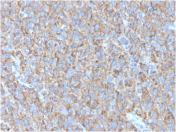 CD63 (Late Endosomes Marker)(LAMP3/2790), CF647 conjugate, 0.1mg/mL