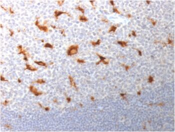 CD68 (Macrophage Marker)(LAMP4/1830), 1mg/mL